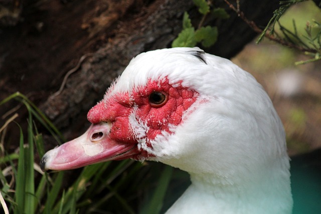克罗地亚虽 克罗地亚虽
